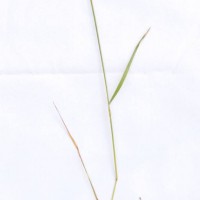 Perennial Rye-grass